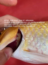 Cá chép KOI chết không rõ nguyên nhân - vạch mang ra có đốm